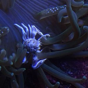 Spotted porselain crab (Neopetrolisthes maculates)