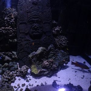 Mixed tank (species in description)