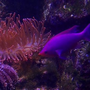 Purple queen anthias (Pseudanthias tuka)