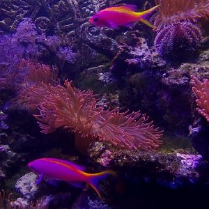 Purple queen anthias (Pseudanthias tuka)