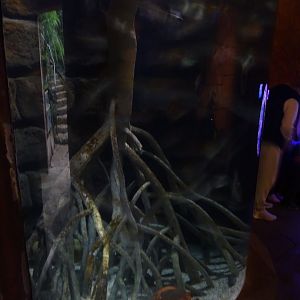 Tank for silver moony