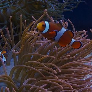 Clown anemonefish (Amphiprion ocellaris)