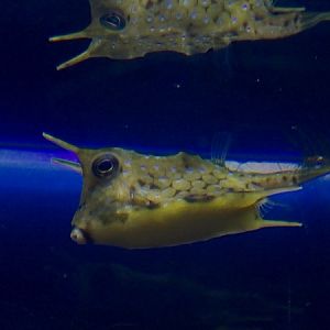 Longhorn boxfish (Lactoria cornuta)