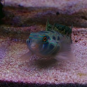 Picturesque dragonet (Synchiropus picturatus)