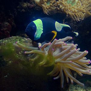 Saddleback clownfish (Amphiprion polymnus)