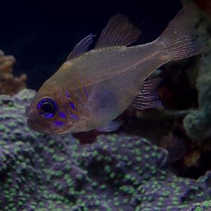 Threadfin cardinalfish (Zoramia leptacantha)