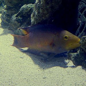 Spanish hog fish (Bodianus rufus)