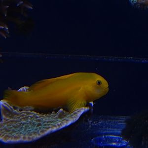 Okinawa goby (Gobiodon okinawae)