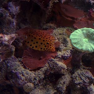 Yellow boxfish (Ostracion cubicus)