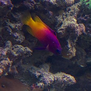 Royal gramma (Gramma loreto)