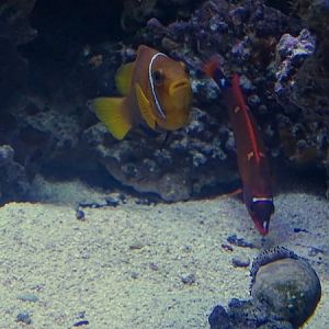 Maldive anemonefish (Amphiprion nigripes), Yellowtail Coris (Coris gaimard)