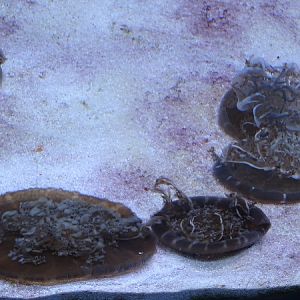 Upsidedown jellyfishes