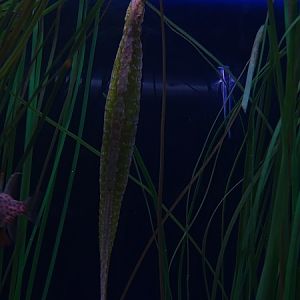 Alligator pipefish (Syngnathoides biaculeatus)