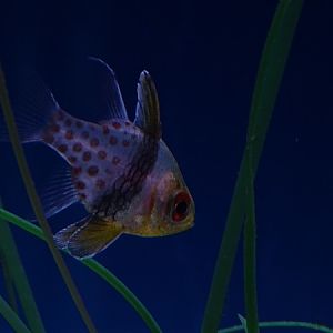 Pajama cardinalfish (Sphaeramia nematoptera)