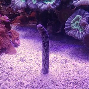 Spotted Garden Eel (Heteroconger hassi)