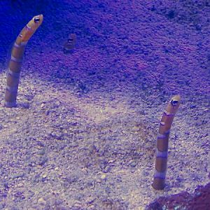 Orange-Barred Garden Eel (Gorgasia preclara)