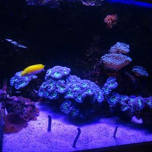 Garden eel tank (species list in description)