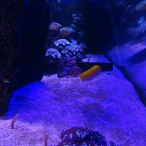 Garden eel tank (species list in description)