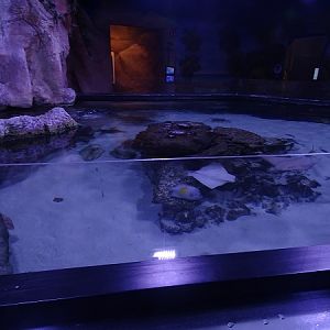 Cownosed ray tank (species list in description)