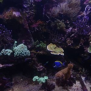 Mixed coral reef display (species list in description)