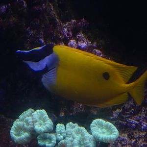 Blotched foxface (Siganus unimaculatus)