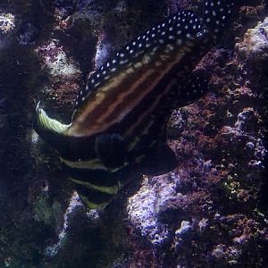 Spotted drum (Equetus punctatus)