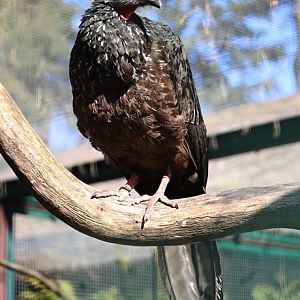 Marail guan (Penelope marail)