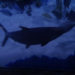 Indo-Pacific tarpon?