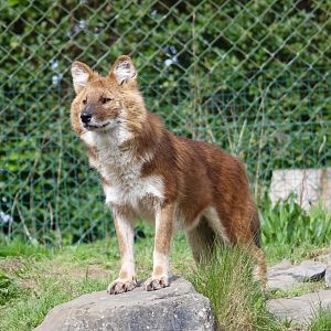 Chinese dhole (Cuon alpinus lepturus) at Dublin Zoo - 16/04/2022