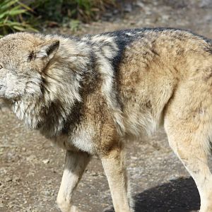 Grey wolf (Canis lupus) at Dublin Zoo - 16/04/2022