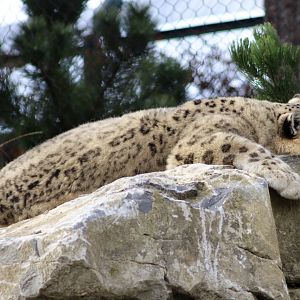 Snow leopard (Panthera uncia) at Dublin Zoo - 16/04/2022