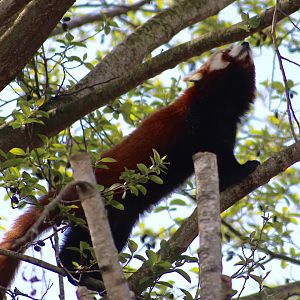 Red panda (Ailurus fulgens) at Dublin Zoo - 16/04/2022