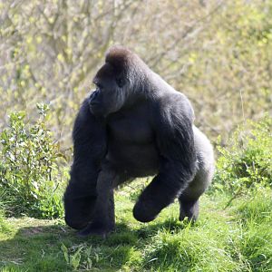 Bangui, western lowland gorilla (Gorilla gorilla gorilla) at Dublin Zoo - 16/04/2022