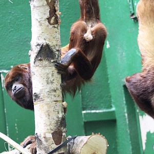 Red howler monkeys (Alouatta seniculus) at Dublin Zoo - 16/04/2022
