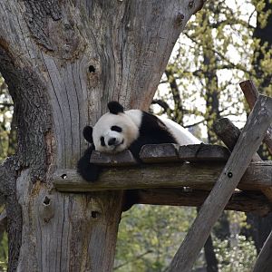 Giant panda