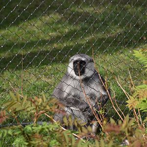 Northern plains gray langur