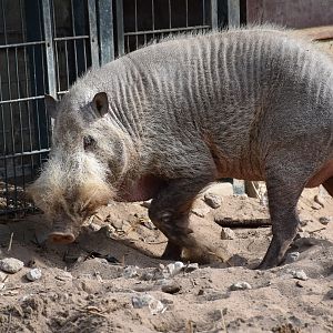 Bornean bearded pig