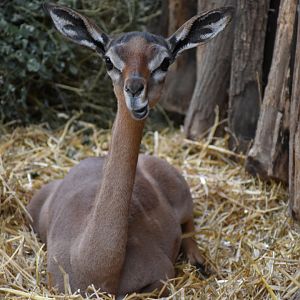 Souther gerenuk female
