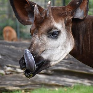 Okapi