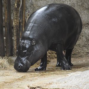 Pygmy hippo