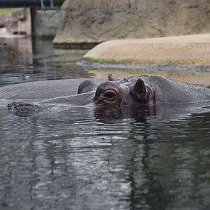 Hippopotamus