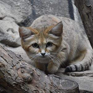 Arabian sand cat
