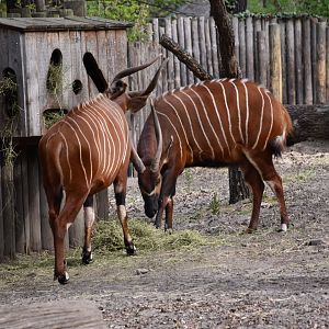 Eastern bongo