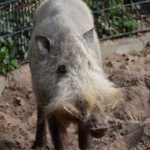 Bornean bearded pig