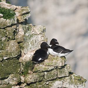 Razorbills at RSPB Bempton Cliffs, 16th April 2022