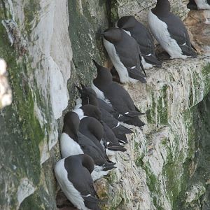 Common Guillemots at RSPB Bempton Cliffs, 16th April 2022