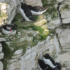Atlantic Puffin at RSPB Bempton Cliffs, 16th April 2022