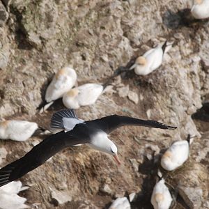 Black-browed Albatross at RSPB Bempton Cliffs, 16th April 2022