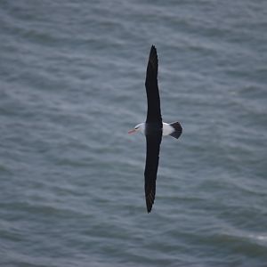 Black-browed Albatross at RSPB Bempton Cliffs, 16th April 2022