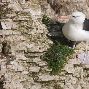 Black-browed Albatross at RSPB Bempton Cliffs, 16th April 2022